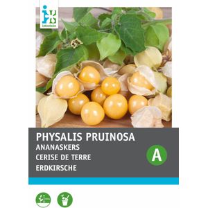 Intratuin groentezaad Ananaskers (Physalis pruinosa)