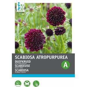 Intratuin bloemenzaad Duifkruid paars (Scabiosa atropurpurea)