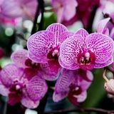 Culvita - Orchidee grond 5 liter - potgrond geschikt voor Orchideeën