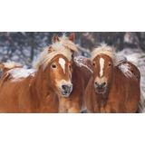 Good Morning - Happy Horses - Dekbedovertrek - Multi - Flanel - 1-Persoons