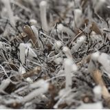 Vloerkleed - Grijs - Wol