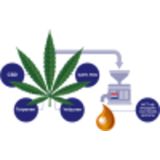 Vitakruid CBD Olie 5% Full Spectrum 10 ml