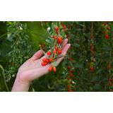 Mattisson - Goji Bessen gedroogd - 1 kg