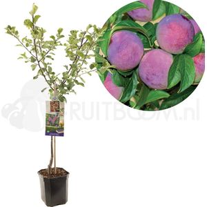 Prunus domestica Reine Claude d'Althan | donkerpaarse pruim | laagstam