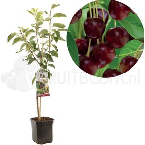 Prunus avium Lapins | zoete kers | laagstam