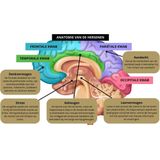 Bacopa - Brain Support - Voedingssupplement - Natuurlijke Ondersteuning