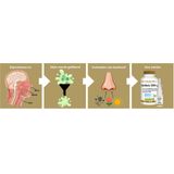 Scutellaria - 2000 mg - Vitamine - Ondersteuning van Immuunsysteem