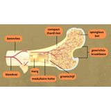 Golden Naturals Calcium & Bot Support (60 vegetarische tabletten)