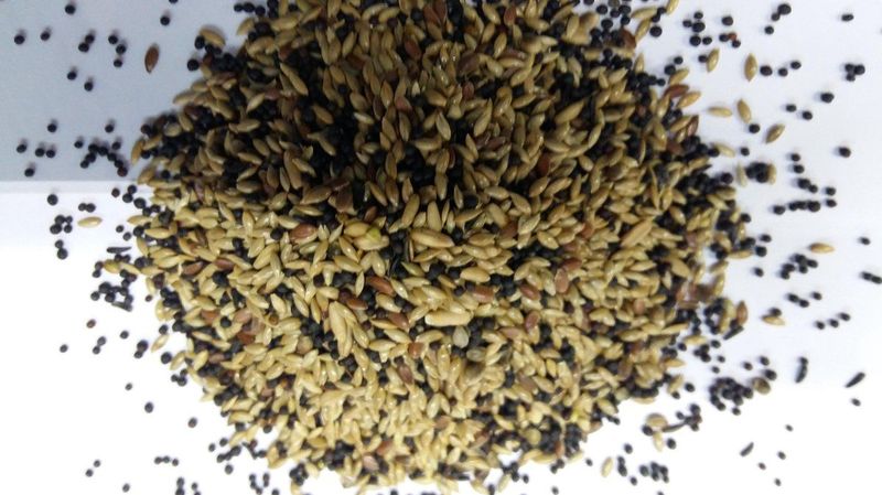 Wielink Kanariezaad zonder raapzaad 20 kg