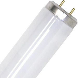 SPL G13 T12 TL-Buis | 65W 6500K 4780lm 865 | 1500mm