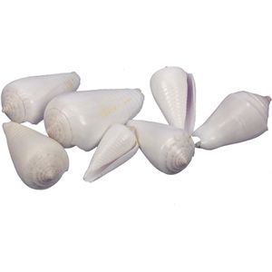 Schelpen Valaipoo WIt +/-500 Gr eenmalig artikel