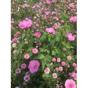 Veldbloemen zaad - Roze tinten 10 gram - 5 m2 - éénjarig bloemen mengsel - roze korenbloem - zinnia - gipskruid