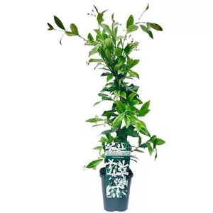 Welkoop - Tuinplanten online kopen? | Korting tot 50% | beslist.nl