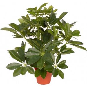 Kunstplant schefflera/baby struik 55 cm - groene kunstplanten kamerplanten