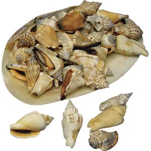 Puntige Decoratie Schelpen In Grote Schelp 1-5 cm Groot