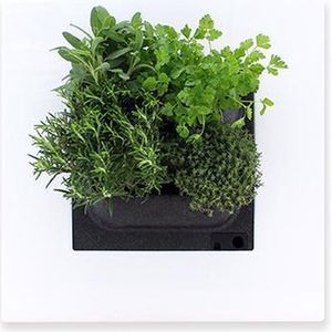 Levende Plantenschilderij LivePicture GO wit 52 x incl...