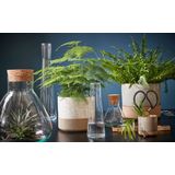 Mica Decorations - Voorraadpot Emily - Transparant - Glas - D30 x H32 cm