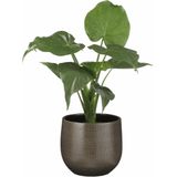 Bloempot - Wit - Keramiek