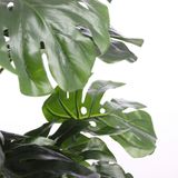 Mica Decorations - Monstera - Kunstplant - Groen - Kunststof - 100 cm