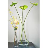 Vaas - Transparant - Glas