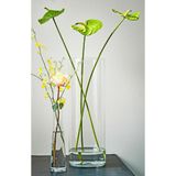 Mica Decorations - Carly - Vaas - Transparant - Glas - Cilinder