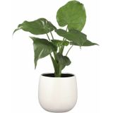 Mica Decorations - Gabriel - Bloempot - Wit - Keramiek