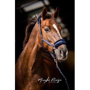 HB Halster Europe Rosegold - maat Pony - navy/rosegold