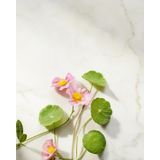 Rituals - Namaste Ageless - Nachtcrème - Verstevigend - 50ml