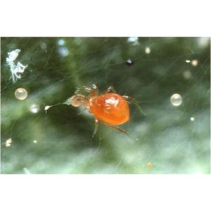 Spintroofmijten 2000st (Phytoseiulus persimilis) - Roofmijten voor het bestrijden van spint