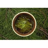 Jacob Hooy - Dennenaalden - Thee - Gesneden - Ingrediënten