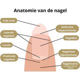 Golden Naturals - Nagel Support - Multivitaminen - Capsules - 60 Stuks