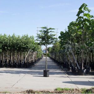 Haagbeuk als leiboom - Carpinus betulus 200 cm stamhoogte (10 - 14 cm stamomtrek)