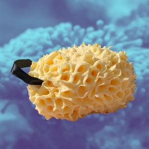 Badspons - Natuurlijke Spons - Groen - Milieuvriendelijk