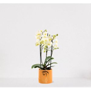 Phalaenopsis Multiflora wit in sierpot Molly Geel – bloeiende witte Orchidee – kamerplant - ↕40-55cm - Ø13 – geleverd met plantenpot – vers uit de kwekerij