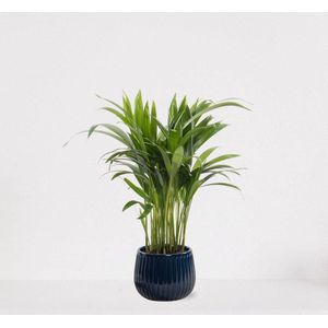 Areca in sierpot Livia Donker Blauw – luchtzuiverende kamerplant – eenvoudig te onderhouden Goudpalm - 35-50cm - Ø15 – geleverd met plantenpot – vers uit de kwekerij