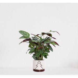 Calathea Compactstar in sierpot Addit Tree Bordeaux Rood – luchtzuiverende kamerplant – pauwenplant – living plant - 35-45cm - Ø13 – geleverd met plantenpot – vers uit de kwekerij