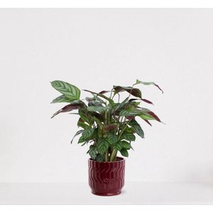 Calathea Compactstar in sierpot Jacky Bordeaux Rood – luchtzuiverende kamerplant – pauwenplant – living plant - 35-45cm - Ø13 – geleverd met plantenpot – vers uit de kwekerij