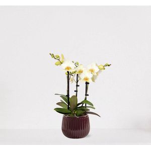 Phalaenopsis Multiflora wit in sierpot Livia Bordeaux Rood – bloeiende witte Orchidee – kamerplant - 40-55cm - Ø15 – geleverd met plantenpot – vers uit de kwekerij
