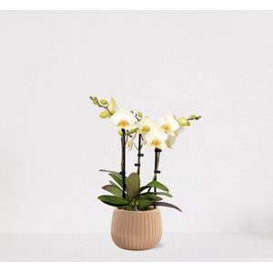 Phalaenopsis Multiflora wit in sierpot Livia Vanille – bloeiende witte Orchidee – kamerplant - 40-55cm - Ø15 – geleverd met plantenpot – vers uit de kwekerij