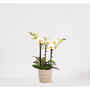 Phalaenopsis Multiflora wit in sierpot Feline – bloeiende witte Orchidee – kamerplant - 40-55cm - Ø13 – geleverd met plantenpot – vers uit de kwekerij