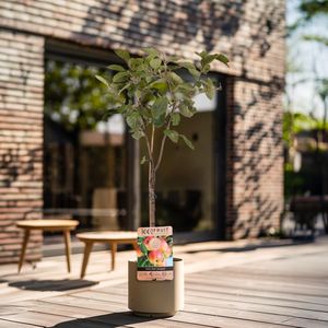 Malus domestica 'Trio appel' drie soorten aan één boom - 5 liter pot - Soort A kopen | Planten eenvoudig online bestellen