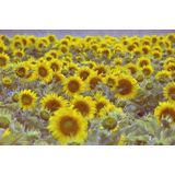 Afbeelding op acrylglas - Veld vol zonnebloemen, digitale kunst.