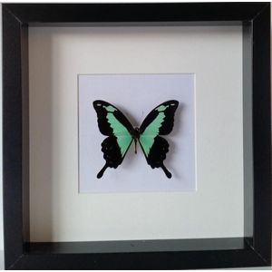 Opgezette Papilio Phorcas vlinder in diepe houten lijst.