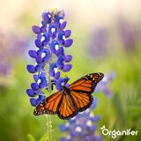 Vlinderbloemen en Bijenmengsel - Nectar - 40 soorten  (100 g voor 50 m2)
