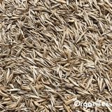 Schaduwgazon Graszaad – Elegant (1 kg voor 50 m2)