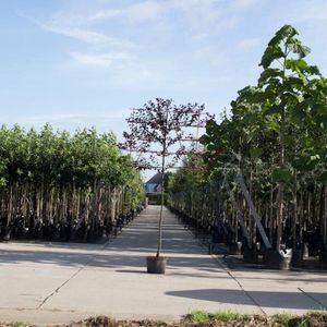 Sierpruim als leiboom Prunus cerasifera Nigra h 300 cm st. omtrek 6...