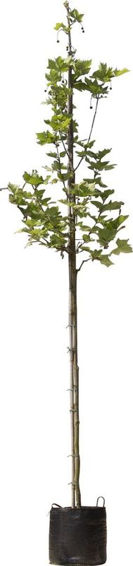 Plataan hoogstam 300 cm | Platanus hispanica 10-14 cm | Bomenbezorgd.nl