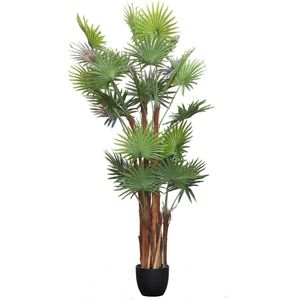 PTMD Tree chinese groene palmboom zwarte plastic pot