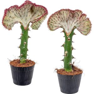 Euphorbia Lactea 'Cristata' | Cactus per 2 stuks - Kamerplant in kwekerspot ⌀11 cm - 30 cm