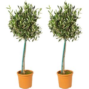 2x Olea Europaea –  Olijfboom op stam –  Boom –  Winterhard -  ⌀19 cm - 80-90 cm